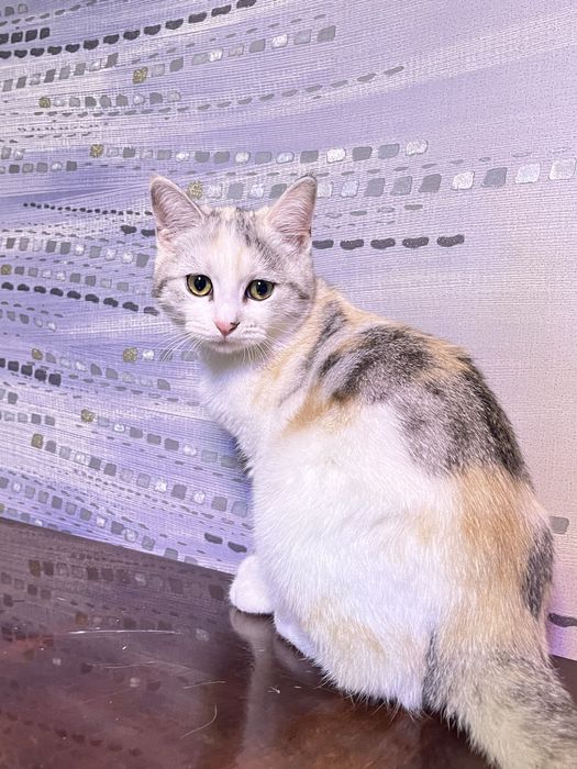 скоттиш страйт 5 месяцев