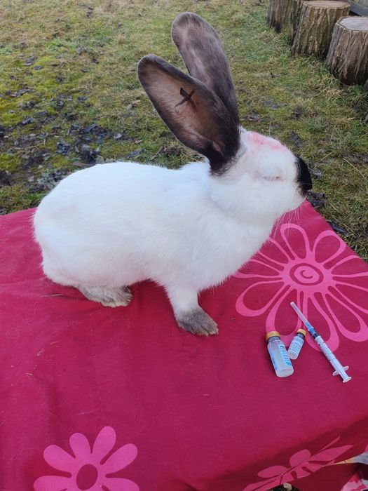 Iepuri Uriaș de Transilvania