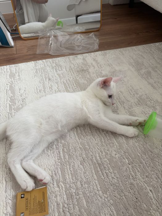 Отдадим в добрые руки кота