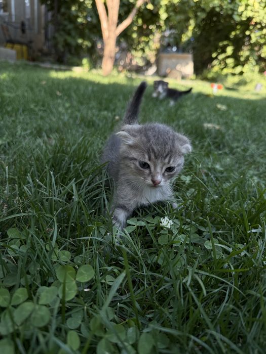 Срочно продам котят