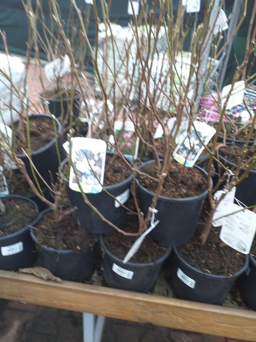 Vand magnoli rpsi și albe la ghiveci