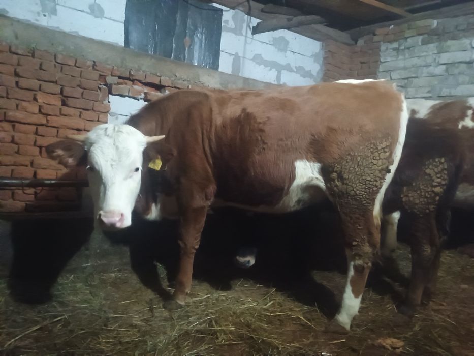 Vând jurinca la prima fătare gestanta in 5 luni