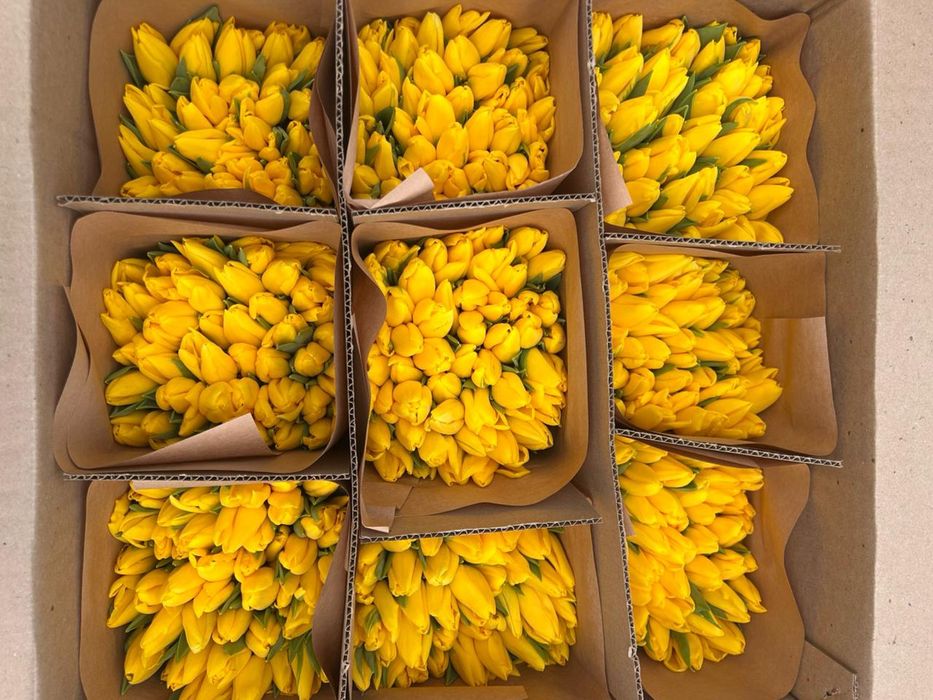 Крупные свежие Тюльпаны