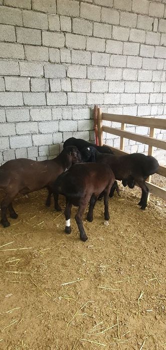 Xisori qochqorlar