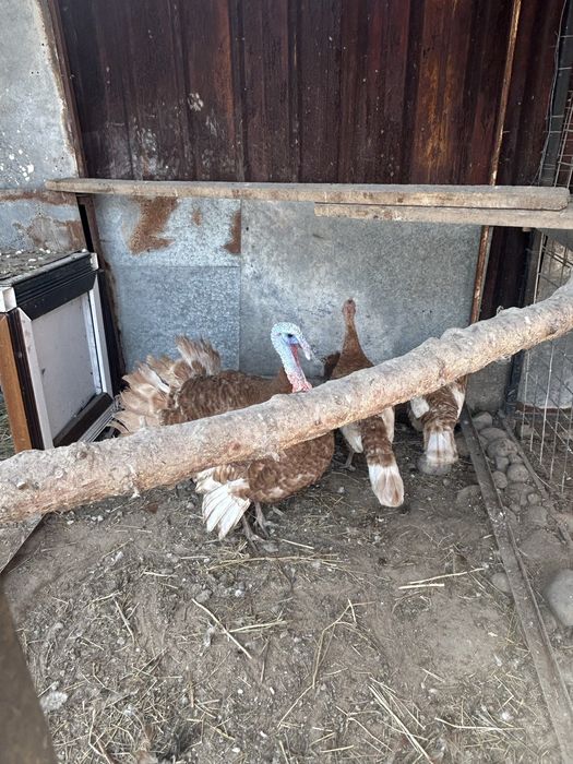 продам семью индюков