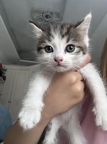 Котята сладкие ,