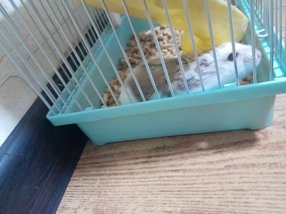 Продам хомяка вместе с клеткой, 3 мес