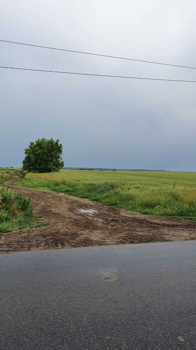 Teren de vanzare Dascalu/Gagu Suprafata 6.3ha Direct Proprietar