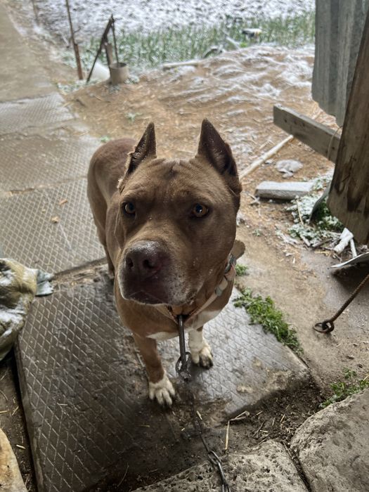 Amerikanskiy Pitbull