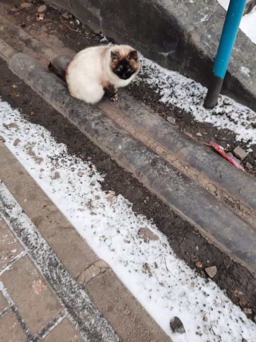 Котенок подросток ищет дом!