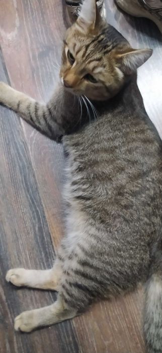 Отдам кота ласковый общительный