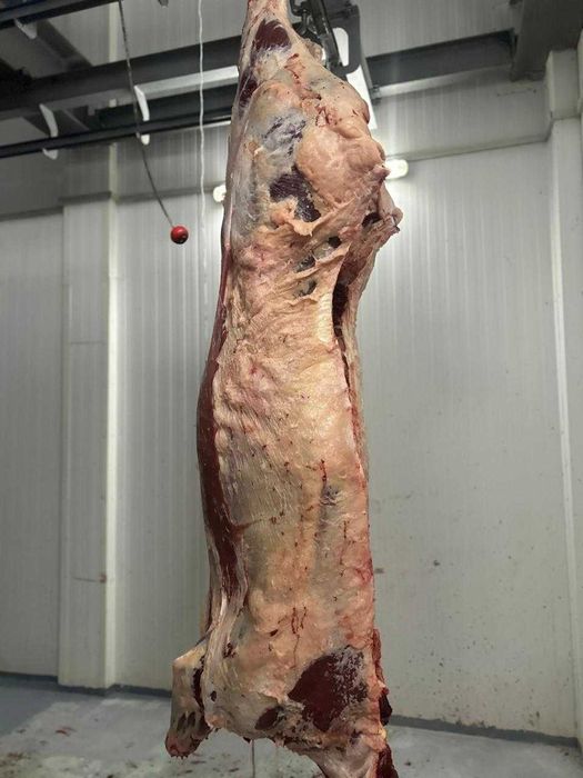 мясо оптом говядина туши