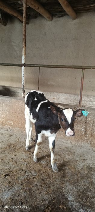 Golishten buzoq  sotiladi