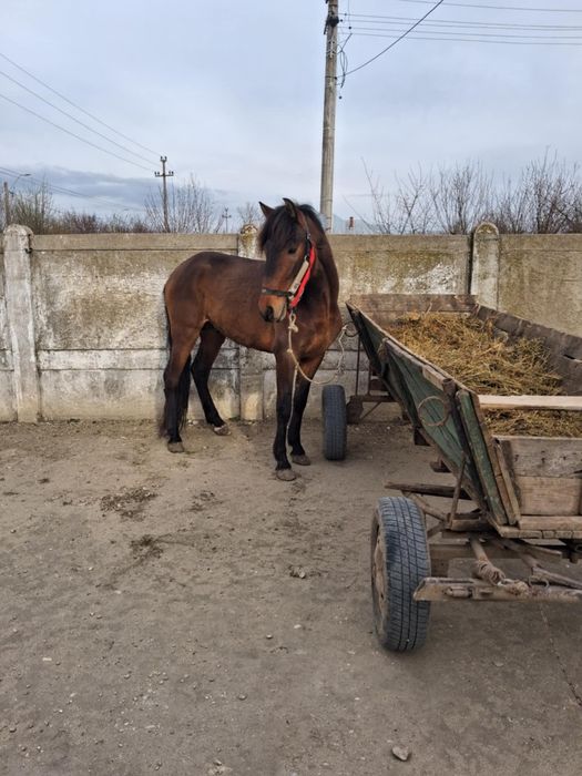 Vând.un cârlan de 3 anișor.din căi mări și foarte cuminte