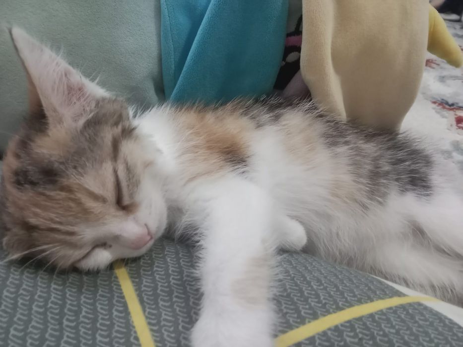 отдам котенок срочно