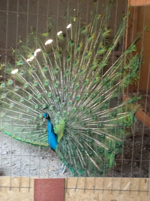 Паблин сатылады 80 мың Саудасы бар