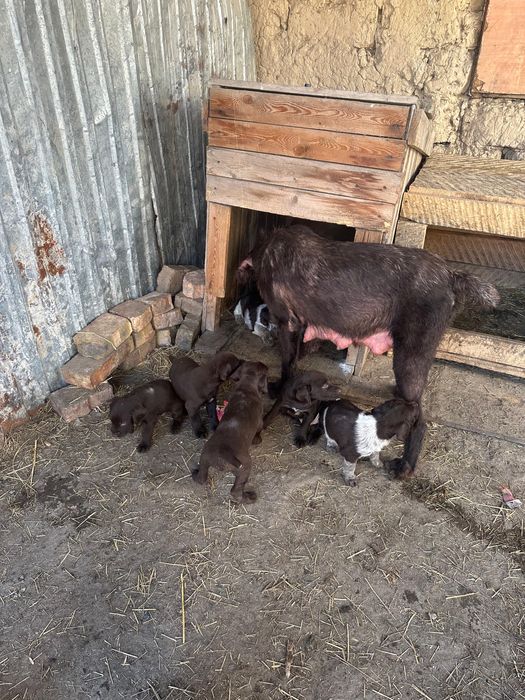 Продам щенков охоничьей породы.