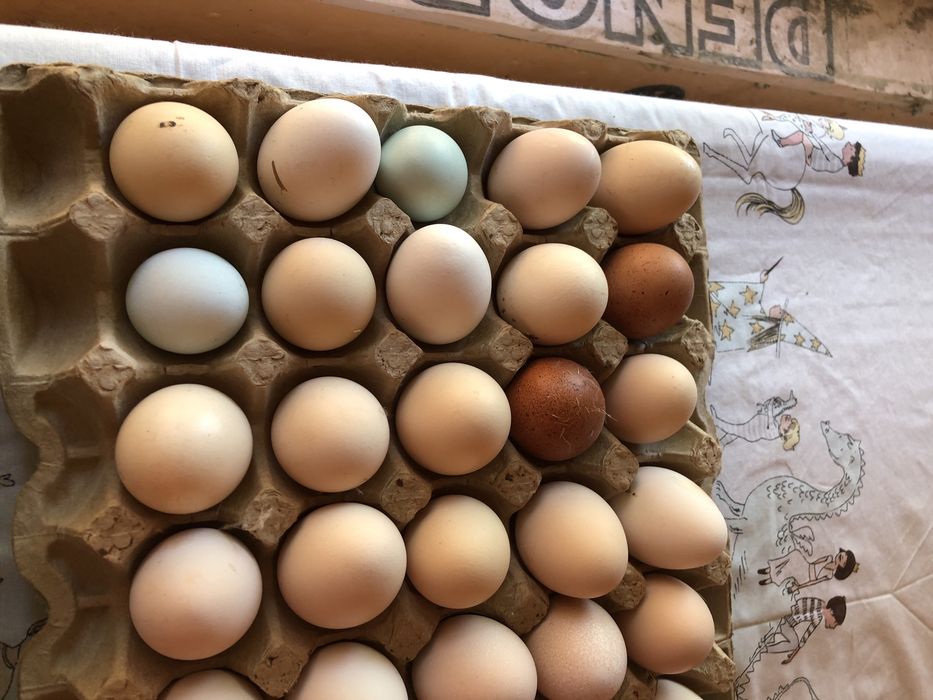 Продам инкубационное яйцо