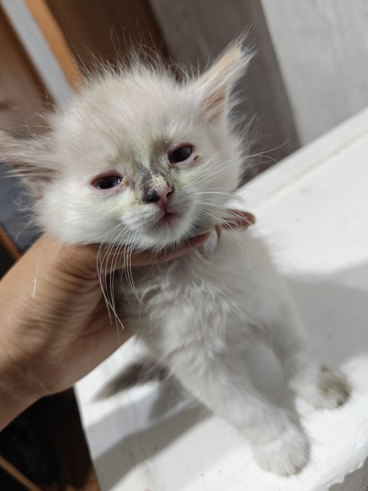 Отдам котят бесплатно