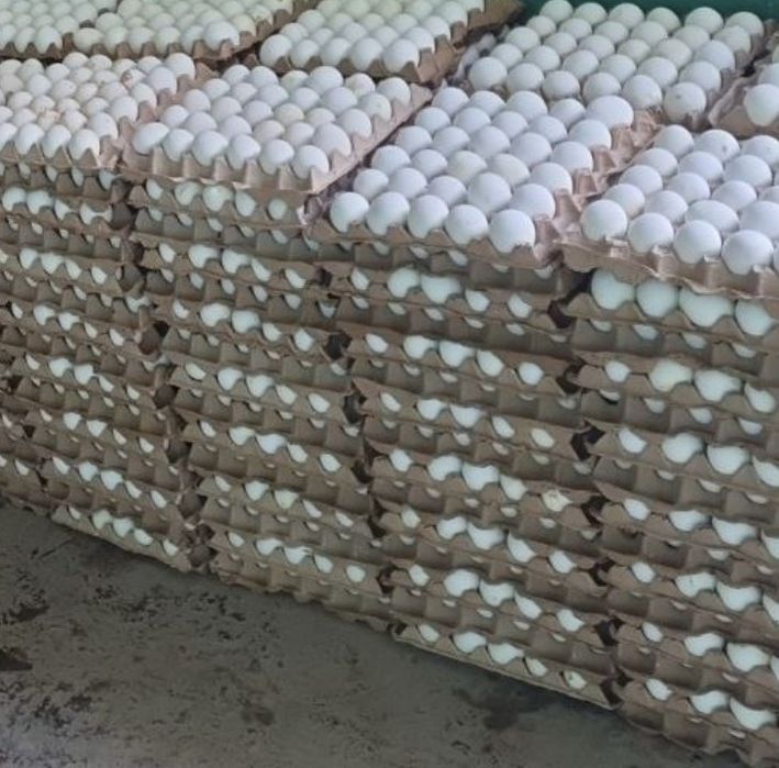 Palagda tuxumlar sotiladi