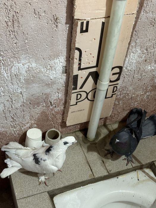 Продам голубей  разных