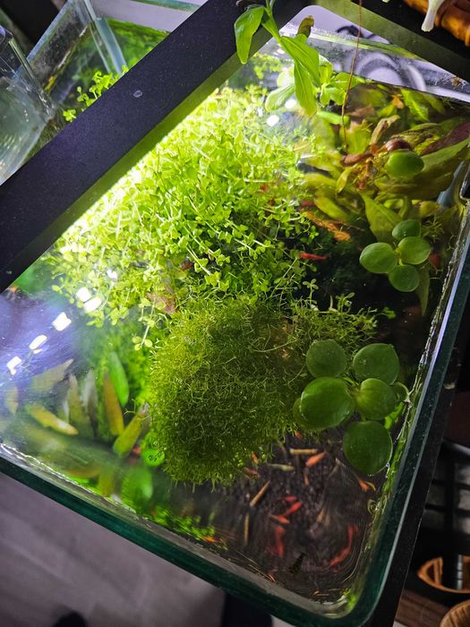 Acvariu Dennerle 10l Complet