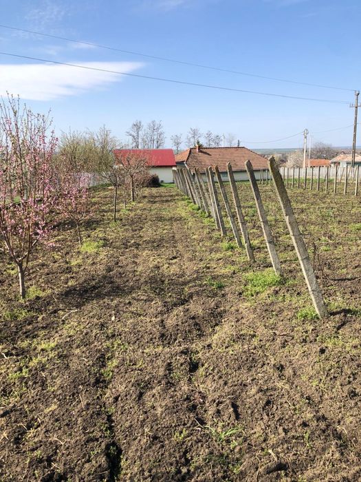 Vand teren intravilan 2000mp belcesti cu utilitati și acte la zi