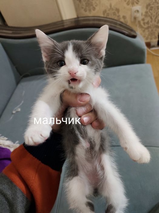 Отдаю котят в добрые руки