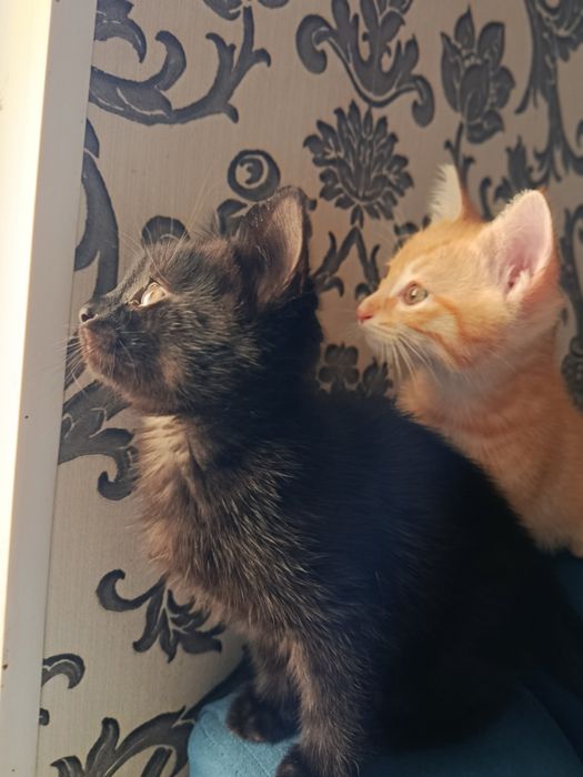 Отдам котят в хорошие руки