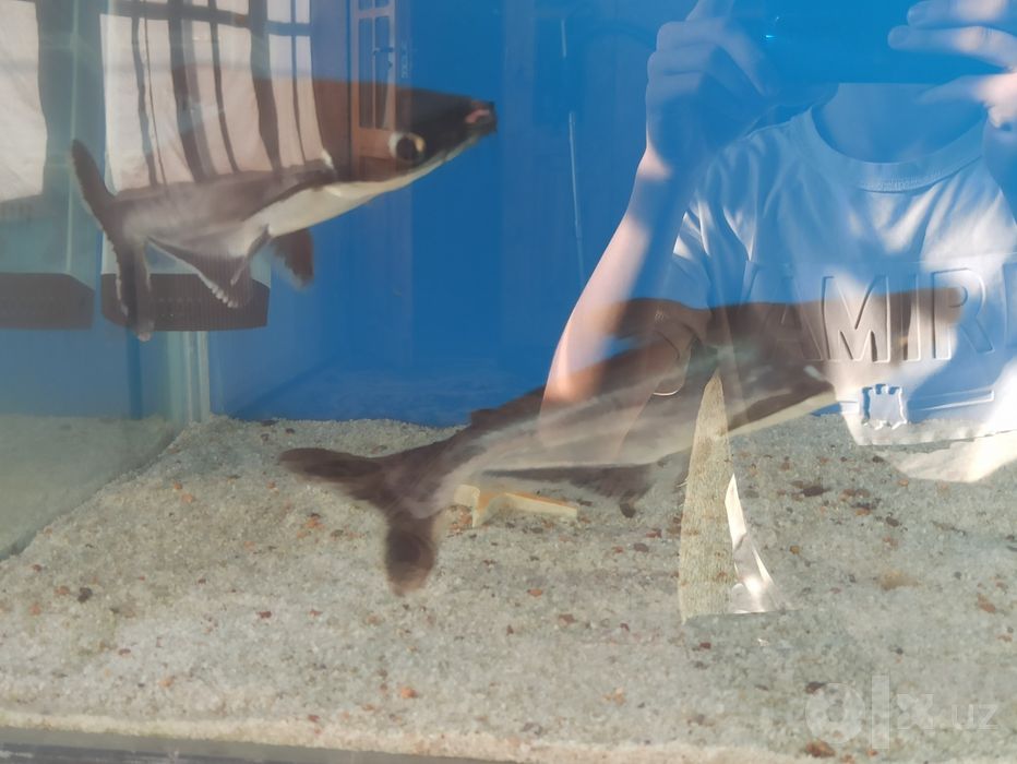 Akula pangasius 32sm
