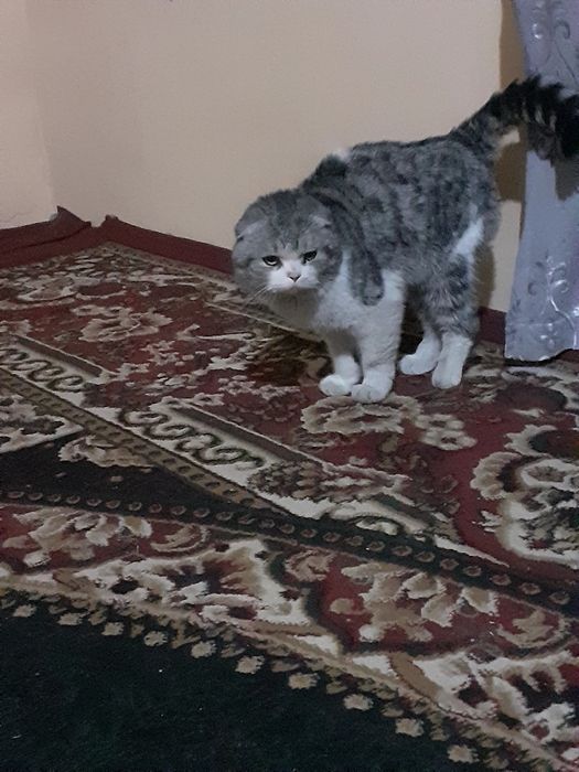 Erkatoy mushuk sotiladi