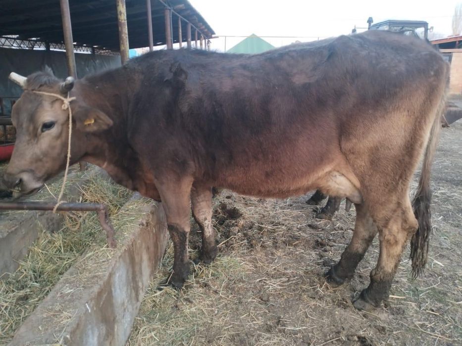 Корова чисто кровная