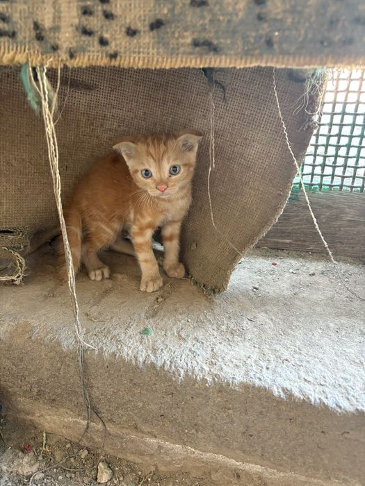 котята вислоухие