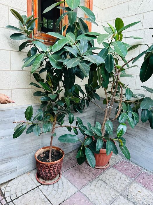 Комнатные цветы в горшке