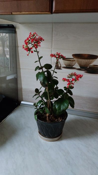 Вечно  цветущий цветок