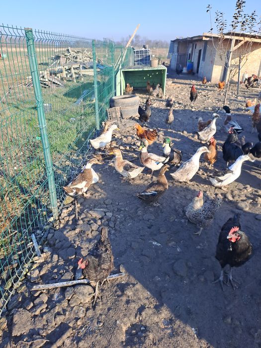Vând rațe și 2 gâște