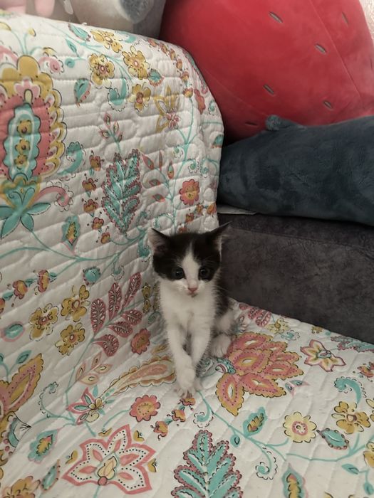 Отдам котенка девочку