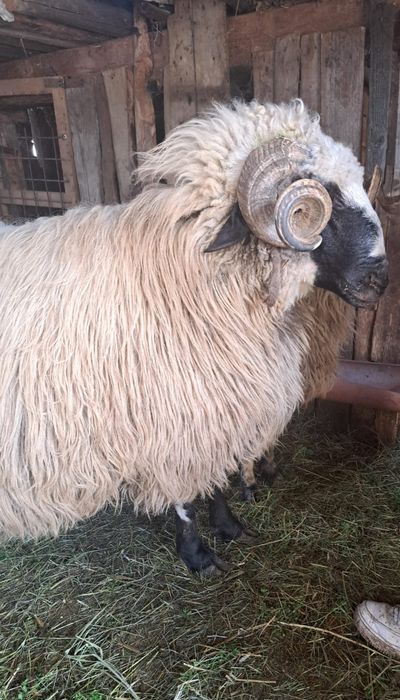 Vand berbeci brezi 2000 lei