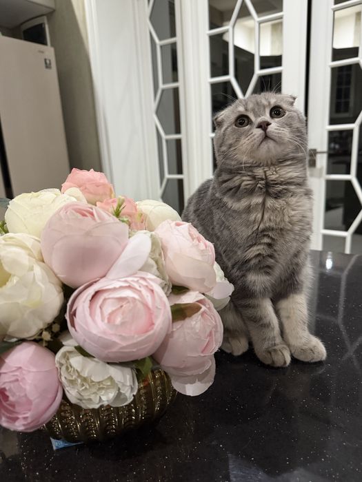 Srochna mushugimmi sotaman. Skottish fold toza paroda