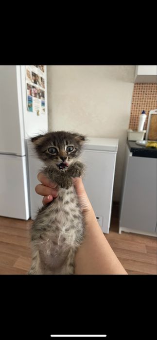 котенок (девочка )