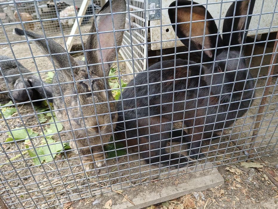 Iepuri uriaș german