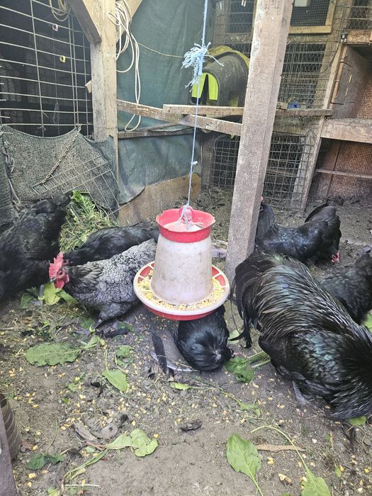 Gaini cocosi Australorp Rate Salbatice