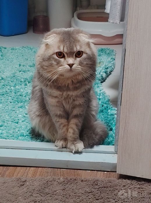Милый шотландский вислоухий котик (хайленд-фолд)