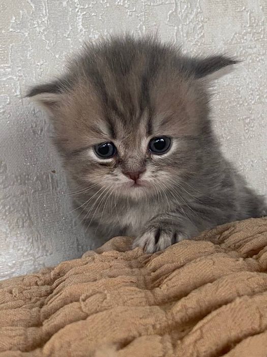 Продам Котята шотландские вислоухие