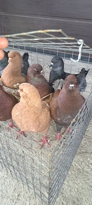 Disponibili kingi