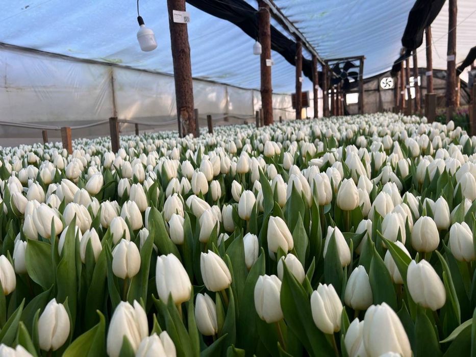 Беларусский тюльпан оптом в наличии