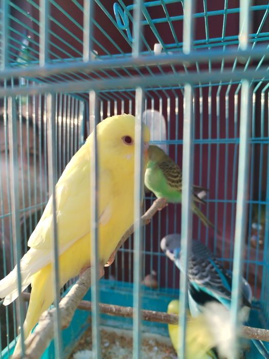 Vând perusi galbeni