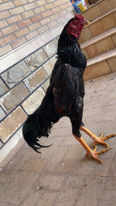 O shamo iyun chiqan yirik juja vesi 4,2 kg