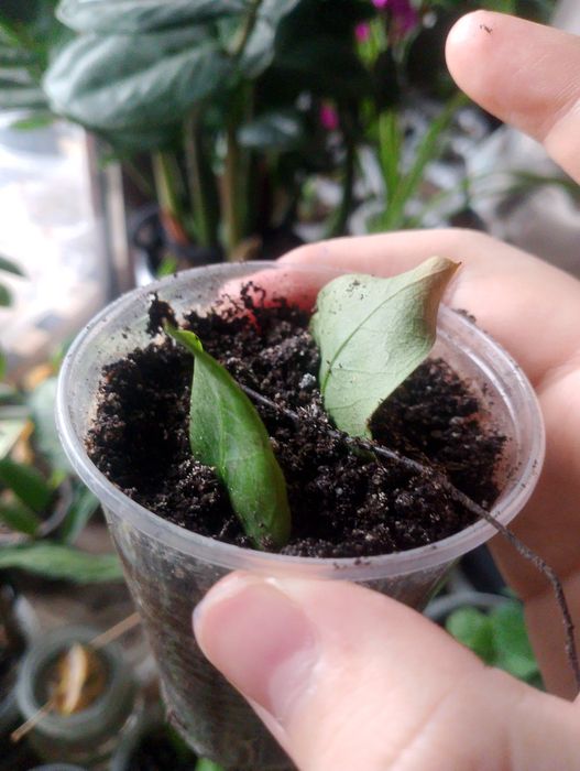 Продам замиокулькас зензи