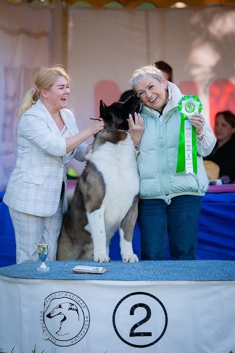 Американская акита вязка